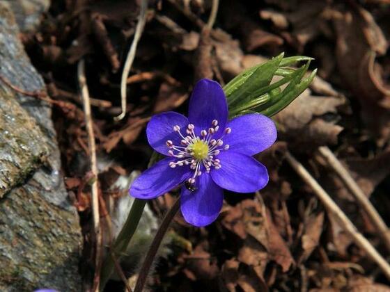 Leberblümchen entlang des Weges