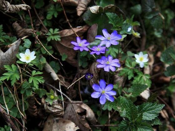 Leberblümchen entlang des Weges