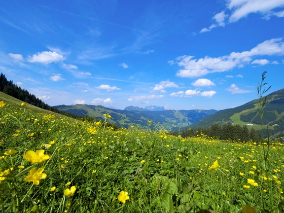 Zwölferkogel Rundweg