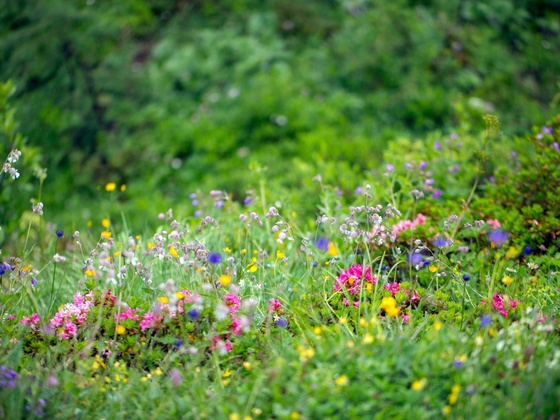 Blumenwiese