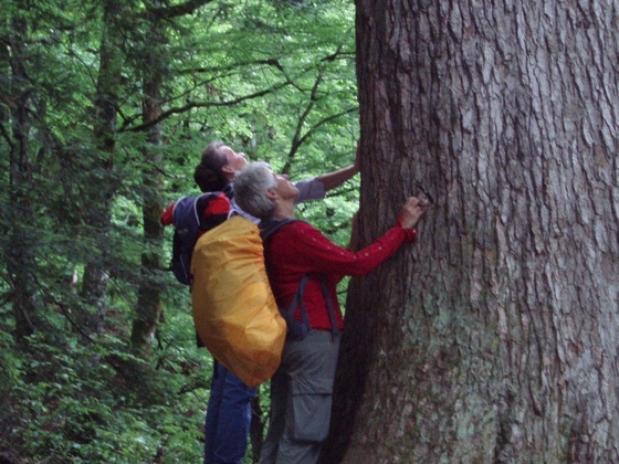Lammertaler Urwald