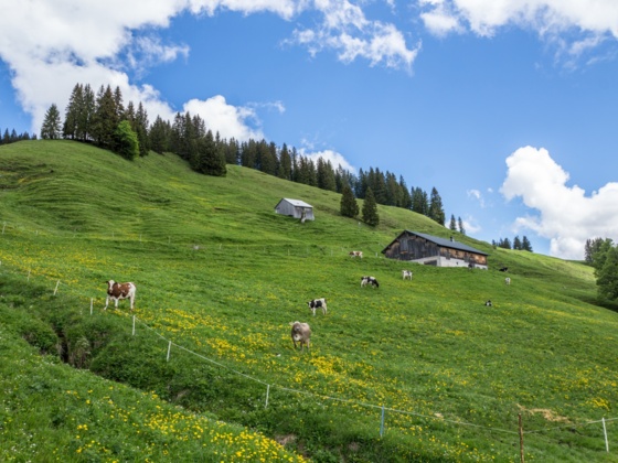 Vögels Neualpe