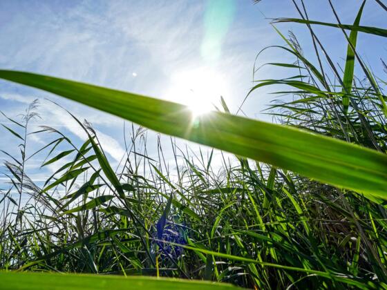 Schilf im Rheindelta