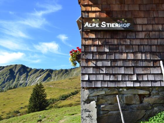 Alpe Stierhof – ein sonniges Plätzchen unterhalb der Ochsenhofer Köpfe