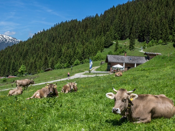 Blick auf Obere Wiesalpe