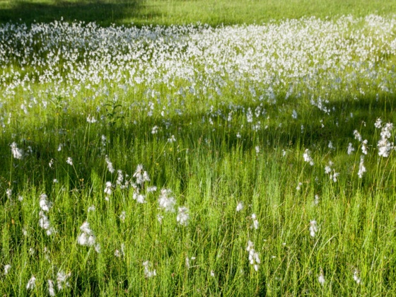 Moorgebiet - Wollgras