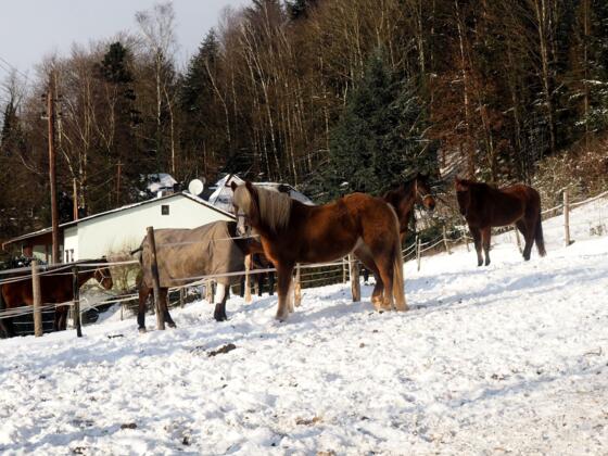 Reiterhof Hackl ~350m