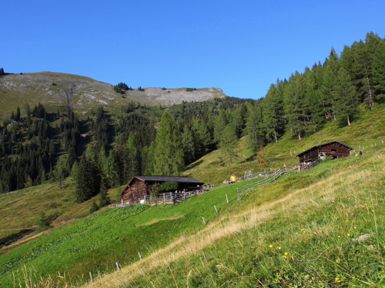 Karseggalm