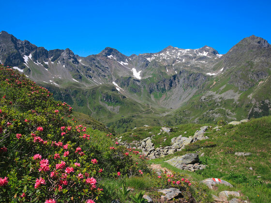 Auf dem Weg zur Trockenbrotscharte - Blick zurück Richtung Vetternspitze