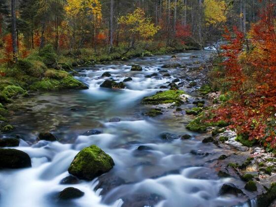 Waldbach im Echerntal von Hallstatt