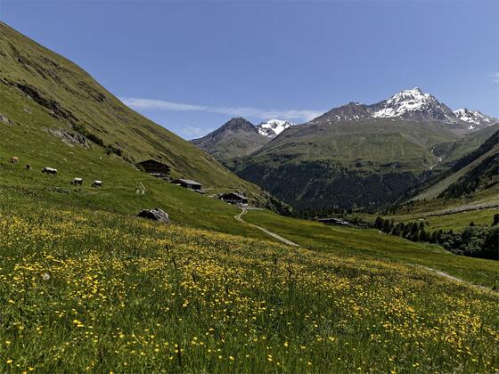 Rofenhöfe