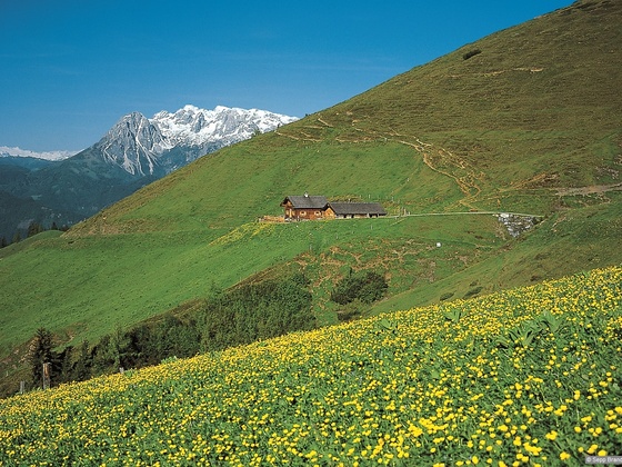 Brandstättalm