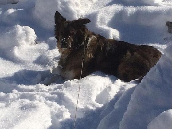 Hund bei Winterspaziergang