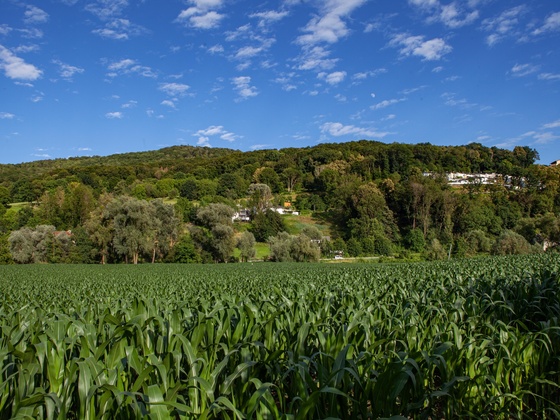 Blick Plesching zum Pfenningberg