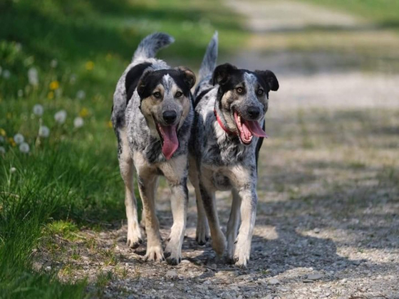 Hunde sind herzlich willkommen