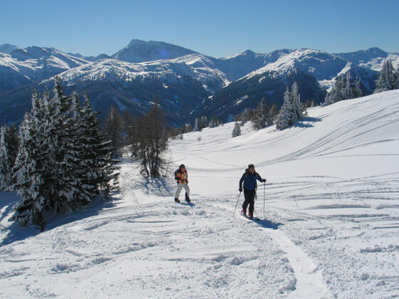 Vom lichten Lärchenwald geht es ins offene Gelände