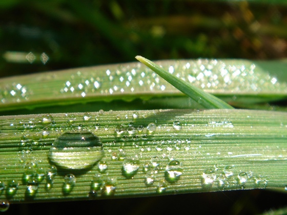 Wassertropfen
