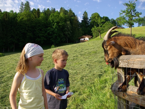 Kinder beim Ziegenfüttern am Pinzgerhof