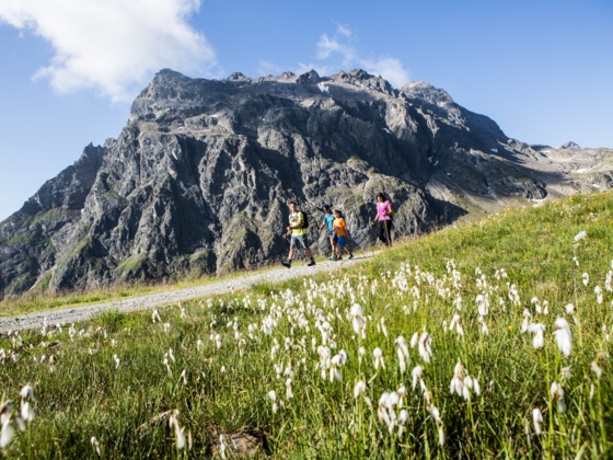 Madrisa mit Baumwollgras