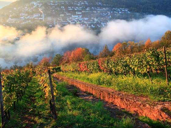 Weinberg Kaffelstein