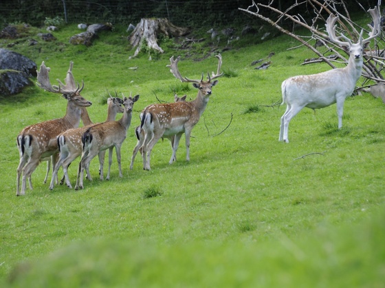 Wildpark Untertauern
