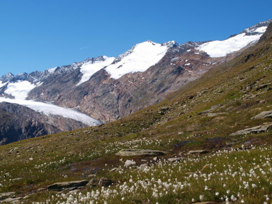 Wollgras bei 2545 m