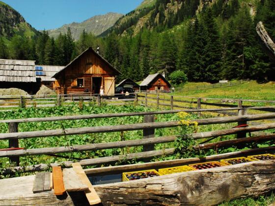 Hüttendorf mit Hansalhütte