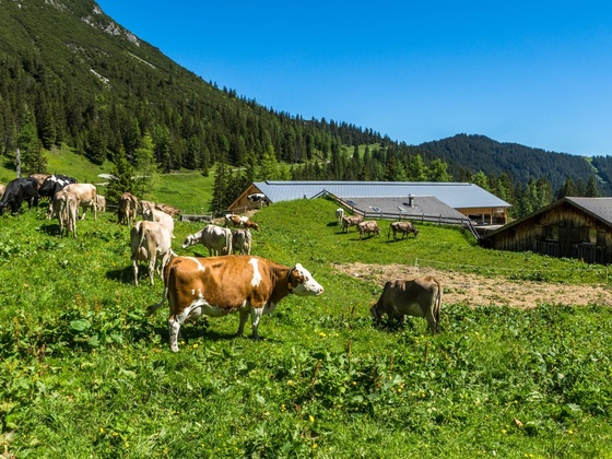 Blick auf Innere Parpfienzalpe