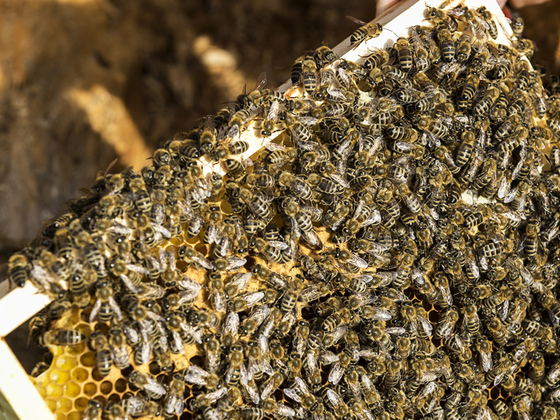 Bienenhof Attersee, Attersee am Attersee
