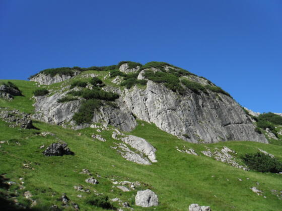 Teufelskralle
