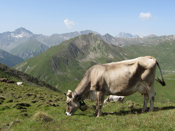 Fliesseralpe und Alp Bella