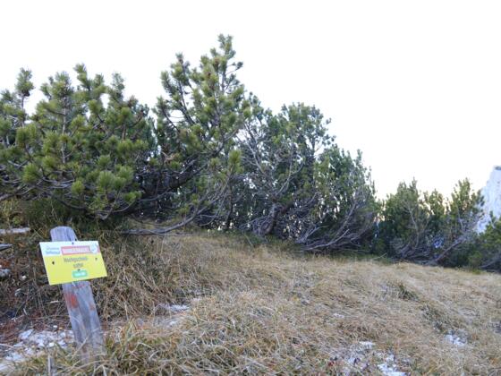 Hochgscheidsattel