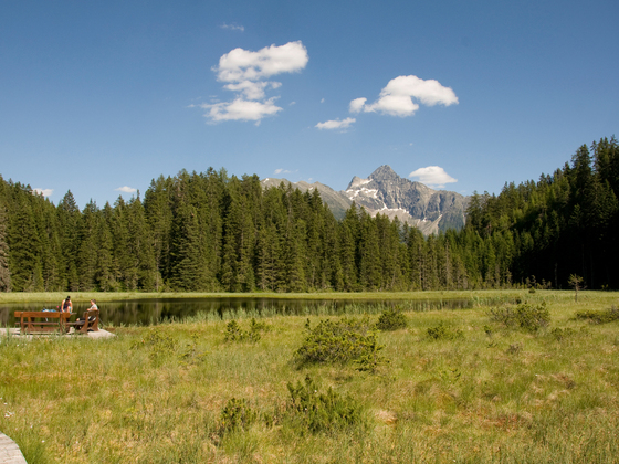 Brandsee