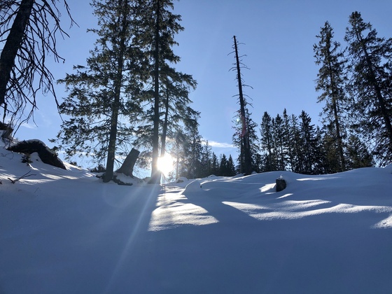 Weg durch den Wald zur Ostpreussenhütte