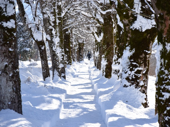 Allee im Winter