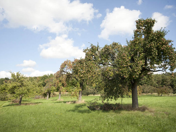 Streuobstwiesen