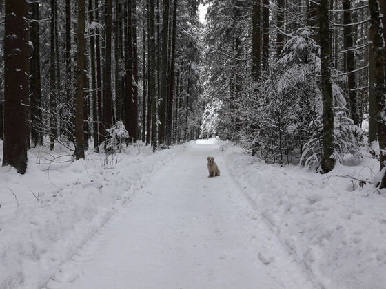 Waldtalweg Winter