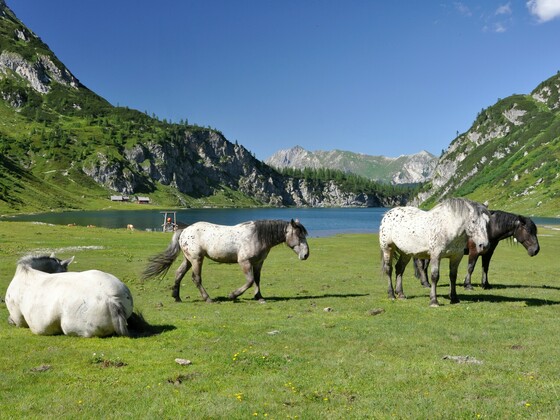 Tappenkarsee
