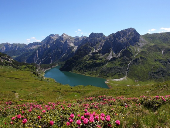 Almrosenblüte beim Tappenkarsee