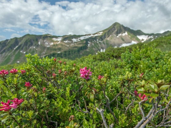Blumen-Wander-Lehrpfad