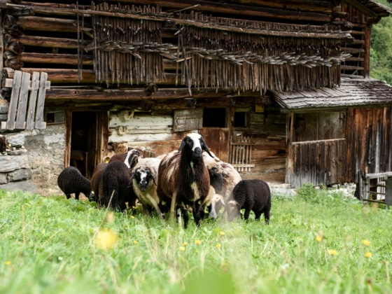 Montafoner Steinschafe