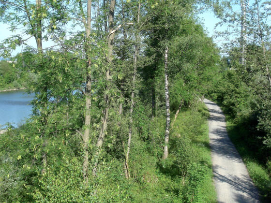Bregenzerach und Bregenzer Achweg