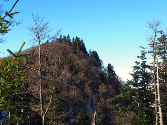 Hollerberg 1279m von Osten