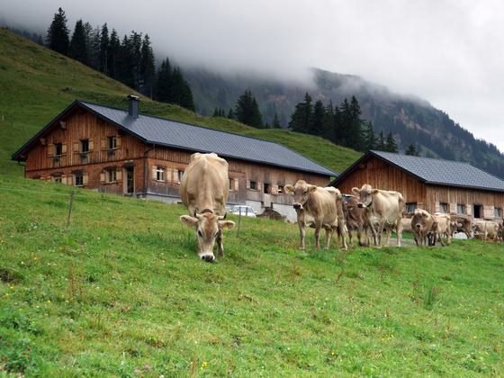 Alpe Andlis Brongen Egg