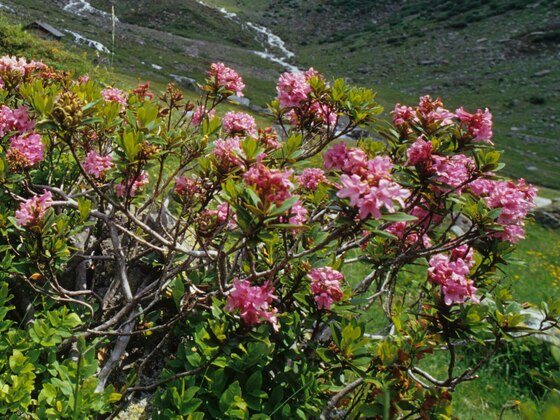 Im Juni und Juli blühen die Almrosen. Die herbstliche Alpenflora hingegen zeigt sich von einer ganz anderen Seite.