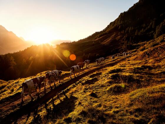 Weg zu den Grießner Almen
