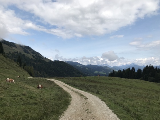 Walk through typical Alpine pastures
