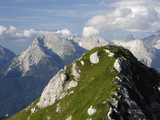 Weg zum Seefelder Joch