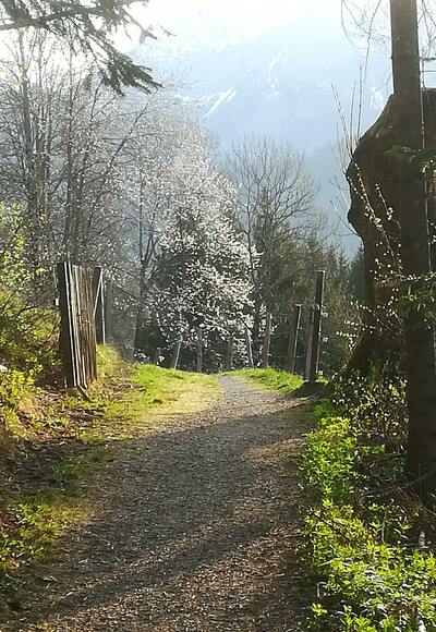 Kirschblüte am Höhenweg