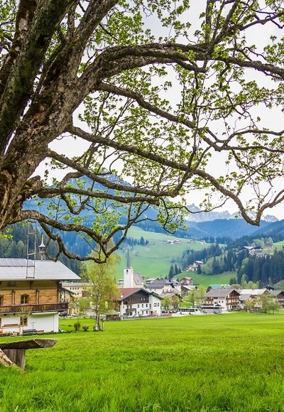 Ahornbaum beim Bögrainhof